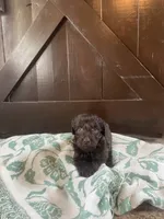 Aurora , a female Labradoodle for sale in Lebanon, MO – 3 of 5