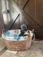 Eva, a female Aussiedoodle for sale in Lebanon, MO – 4 of 4