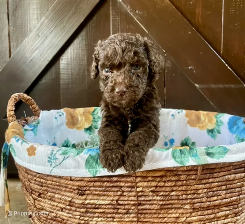 Apollo – Labradoodle puppy for sale in Lebanon, MO