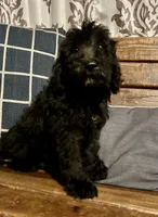 Buzz, a male Labradoodle for sale in Lebanon, MO – 4 of 10