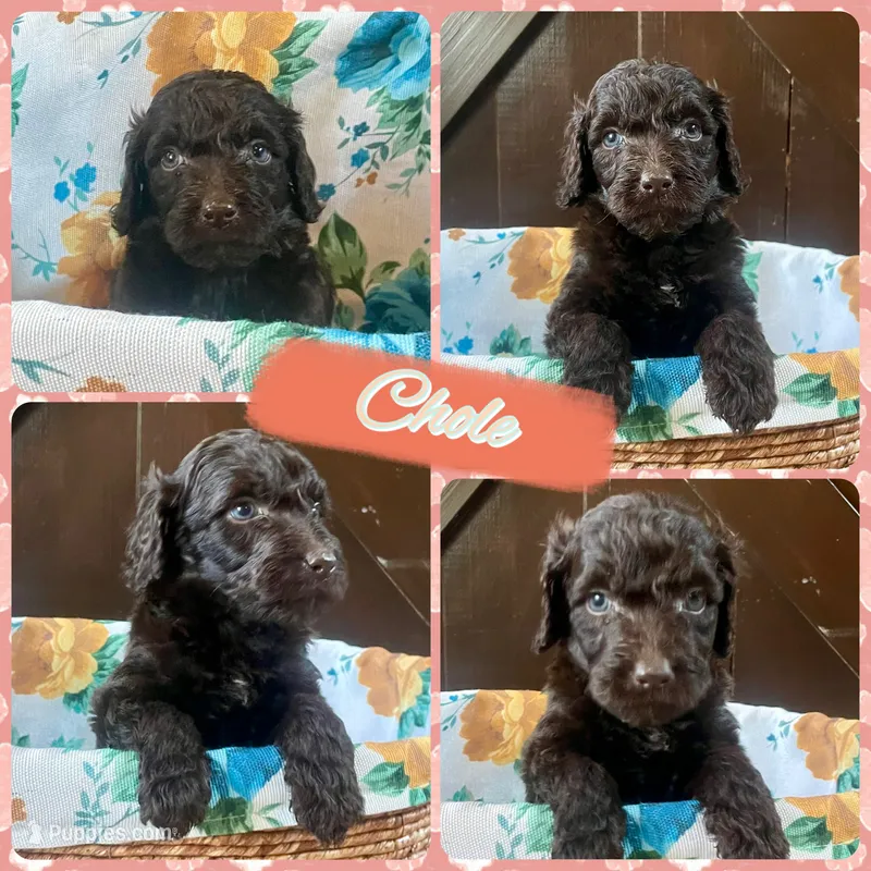 Chloe – Labradoodle puppy for sale in Lebanon, MO