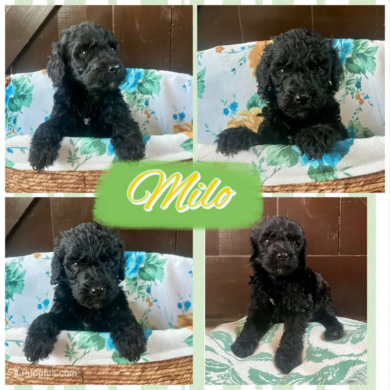 Milo – Labradoodle puppy for sale in Lebanon, MO