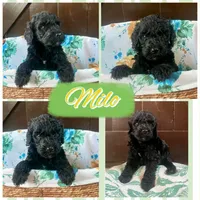 Milo, a male Labradoodle for sale in Lebanon, MO – 1 of 5
