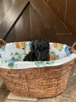Buzz, a male Labradoodle for sale in Lebanon, MO – 4 of 5