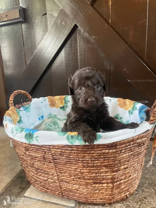 Aurora  – Labradoodle puppy for sale in Lebanon, MO