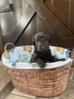 Aurora , a female Labradoodle for sale in Lebanon, MO – 2 of 5
