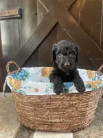 Chloe, a female Labradoodle for sale in Lebanon, MO – 3 of 5