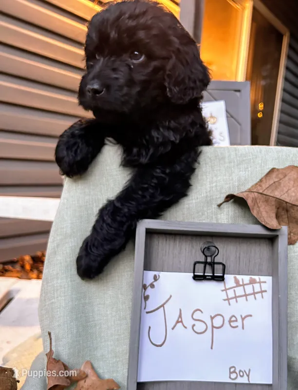 Jasper – Pyredoodle puppy for sale in Lebanon, MO