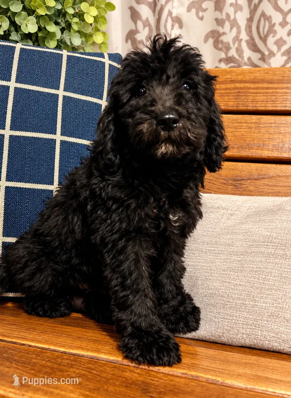 Buzz – Labradoodle puppy for sale in Lebanon, MO