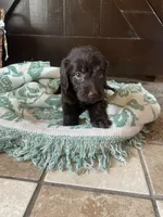 Amara, a female Labradoodle for sale in Lebanon, MO – 5 of 6