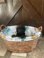 Milo, a male Labradoodle for sale in Lebanon, MO – 5 of 5