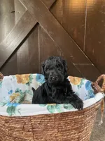 Buzz, a male Labradoodle for sale in Lebanon, MO – 2 of 5