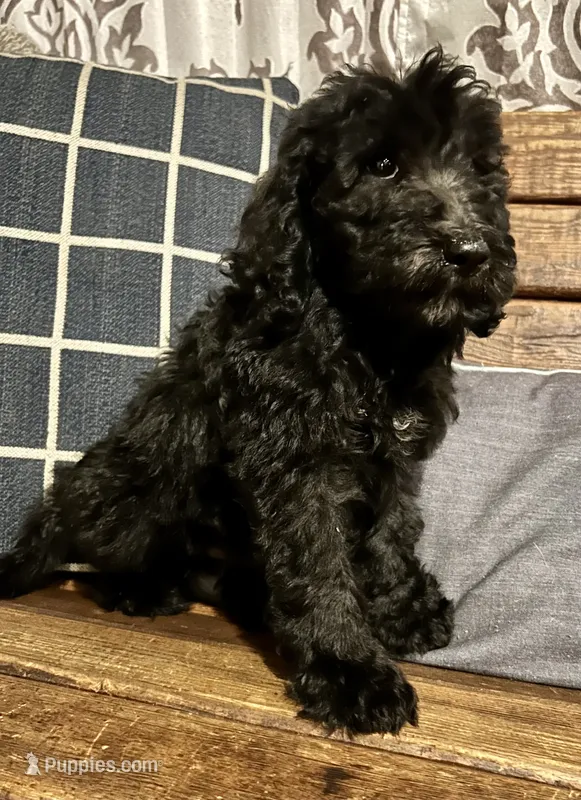 Buzz – Labradoodle puppy for sale in Lebanon, MO