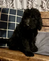 Buzz, a male Labradoodle for sale in Lebanon, MO – 8 of 10