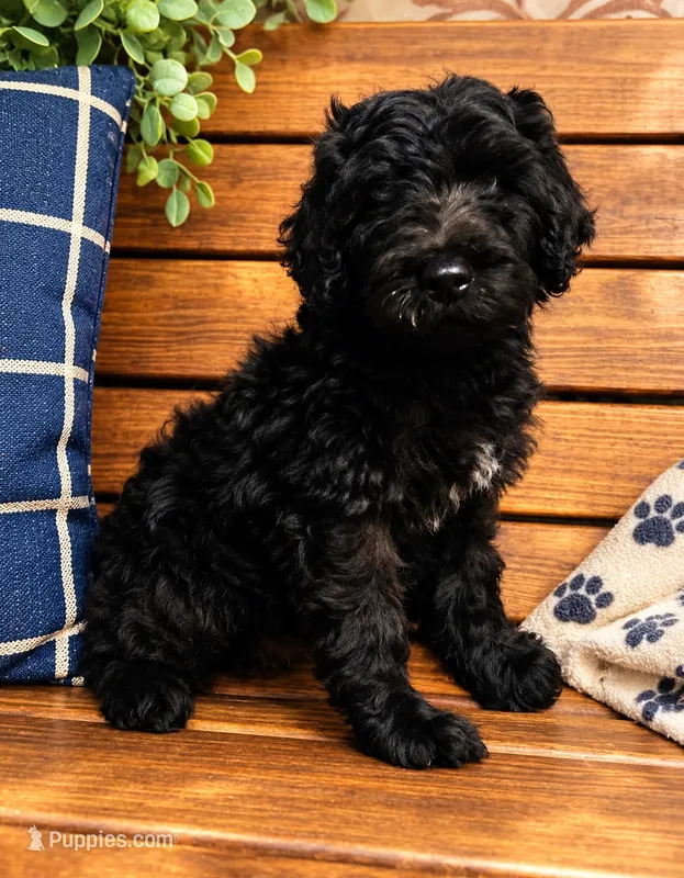 Milo – Labradoodle puppy for sale in Lebanon, MO