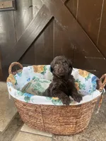Aurora , a female Labradoodle for sale in Lebanon, MO – 5 of 5