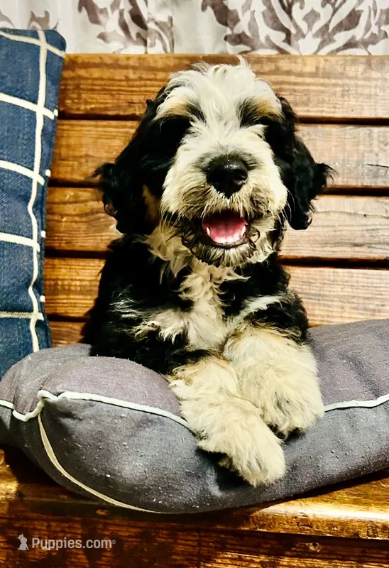 Leo – Aussiedoodle puppy for sale in Lebanon, MO