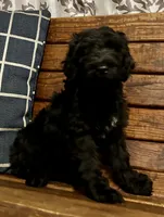 Milo, a male Labradoodle for sale in Lebanon, MO – 4 of 10