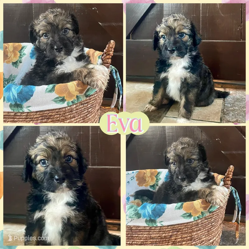 Eva – Aussiedoodle puppy for sale in Lebanon, MO