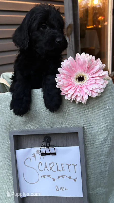 Scarlet  – Pyredoodle puppy for sale in Lebanon, MO