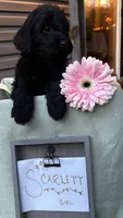 Scarlet , a female Pyredoodle for sale in Lebanon, MO – 1 of 2