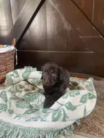 Amara, a female Labradoodle for sale in Lebanon, MO – 4 of 6