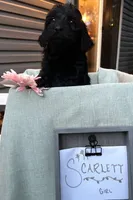 Scarlet , a female Pyredoodle for sale in Lebanon, MO – 2 of 2