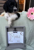 Mabel, a female Pyredoodle for sale in Lebanon, MO – 2 of 2