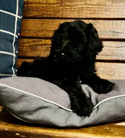 Milo, a male Labradoodle for sale in Lebanon, MO – 5 of 10