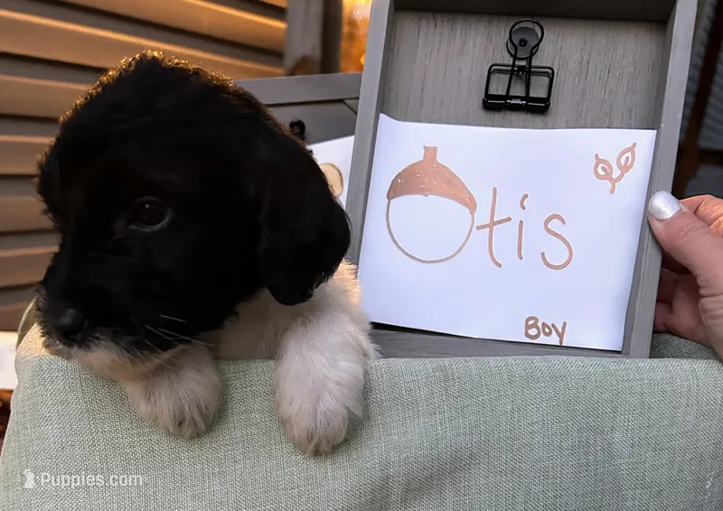 Otis – Pyredoodle puppy for sale in Lebanon, MO