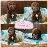 Hazel , a female Labradoodle for sale in Lebanon, MO – 1 of 4