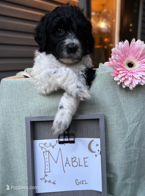 Mabel – Pyredoodle puppy on hold in Lebanon, MO
