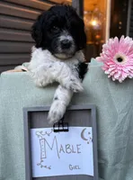 Mabel, a female Pyredoodle for sale in Lebanon, MO – 1 of 2