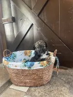 Eva, a female Aussiedoodle for sale in Lebanon, MO – 2 of 4