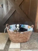 Leo, a male Aussiedoodle for sale in Lebanon, MO – 3 of 4