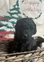 BoPeep, a female Labradoodle for sale in Lebanon, MO – Photo 4 of 4