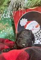 BoPeep, a female Labradoodle for sale in Lebanon, MO – Photo 3 of 4