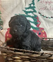 BoPeep, a female Labradoodle for sale in Lebanon, MO – Photo 2 of 4