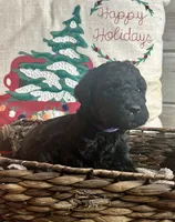 BoPeep, a female Labradoodle for sale in Lebanon, MO – Photo 1 of 4