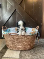 Leo, a male Aussiedoodle for sale in Lebanon, MO – 2 of 4