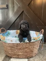 Chloe, a female Labradoodle for sale in Lebanon, MO – 4 of 5