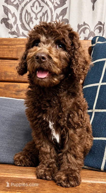 Apollo – Labradoodle puppy for sale in Lebanon, MO