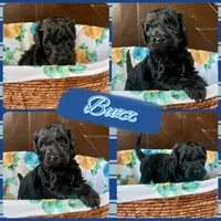 Buzz, a male Labradoodle for sale in Lebanon, MO – 1 of 5