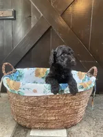 Chloe, a female Labradoodle for sale in Lebanon, MO – 2 of 5