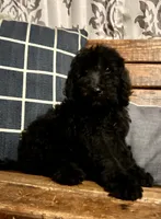 Buzz, a male Labradoodle for sale in Lebanon, MO – 5 of 10