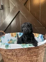 Buzz, a male Labradoodle for sale in Lebanon, MO – 3 of 5