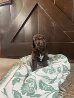 Hazel , a female Labradoodle for sale in Lebanon, MO – 4 of 4