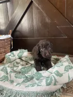 Amara, a female Labradoodle for sale in Lebanon, MO – 3 of 6