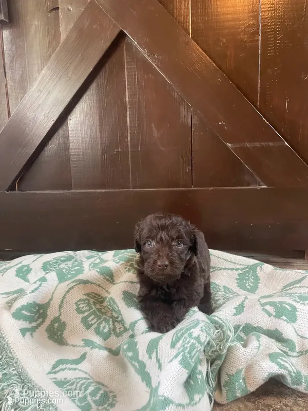 Amara – Labradoodle puppy for sale in Lebanon, MO