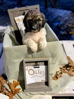 Oakes, a male Pyredoodle for sale in Lebanon, MO – 1 of 1
